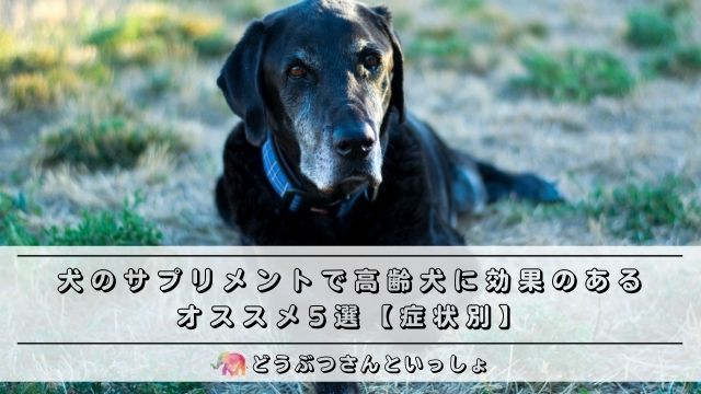 犬のサプリメントで高齢犬に効果のあるオススメ5選 症状別