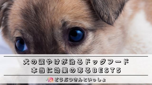 犬の涙やけが治るドッグフード 本当に効果のあるbest5 厳選