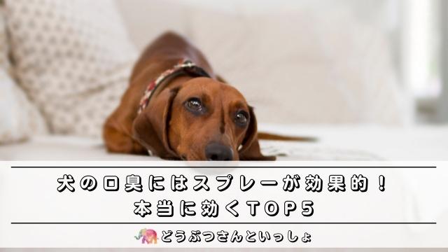 犬の口臭にはスプレーが効果てきめん 本当に効くtop5を発表