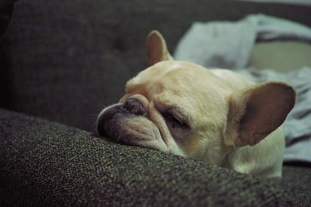 犬が吐く時は注意 黄色い泡の原因はなに