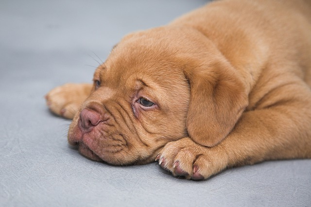 犬が吐く時は注意 黄色い泡の原因はなに