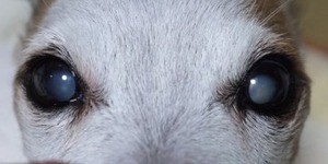 犬の白内障の見分け方 初期の場合はどんな症状が出る