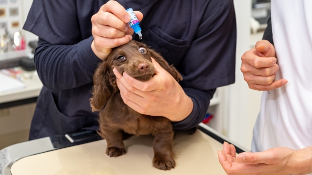 犬の白内障の見分け方 初期の場合はどんな症状が出る