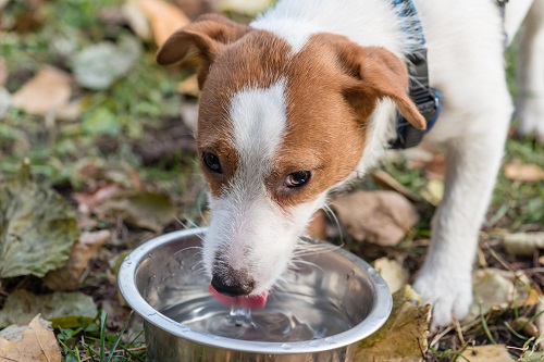 犬のクッシング症候群の末期症状 余命 治療しないとどうなる