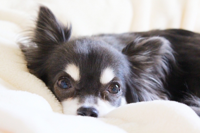 犬のクッシング症候群の末期症状 余命 治療しないとどうなる