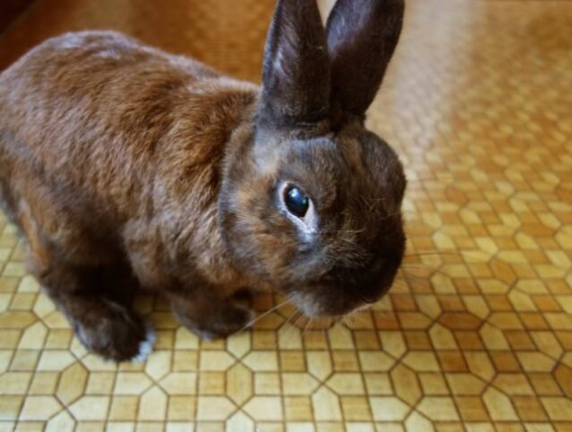 うさぎの病気 目や涙に症状があらわれた時の3つの対処法とは