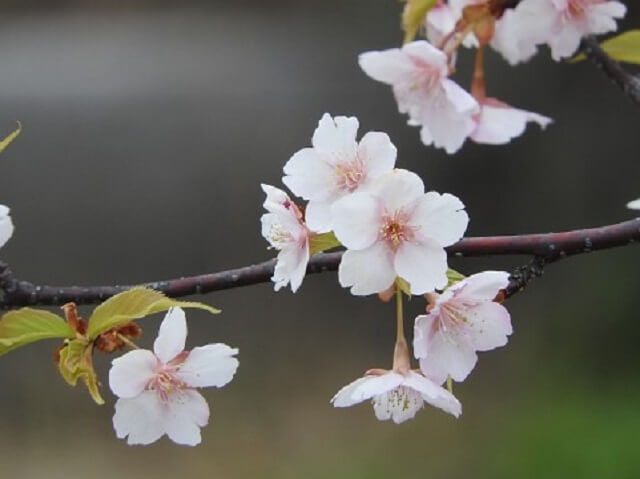 桜の花言葉 私を忘れないで が怖いと噂に その理由とは