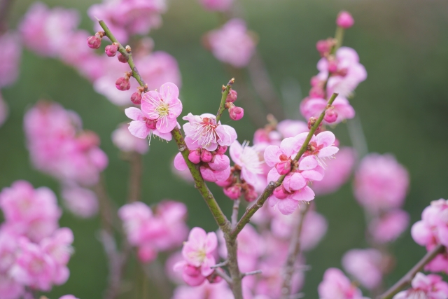 梅の花言葉 赤 ピンク 白 色別に違うの 意味 由来を解説