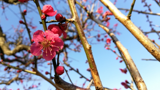 梅の花言葉 赤 ピンク 白 色別に違うの 意味 由来を解説