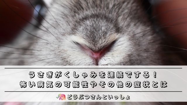 うさぎがくしゃみを連続でする 怖い病気の可能性やその他の症状とは