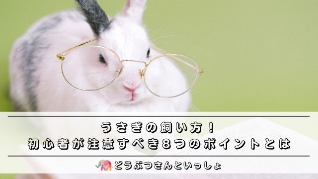 うさぎの飼い方 初心者が注意すべき8つのポイントとは