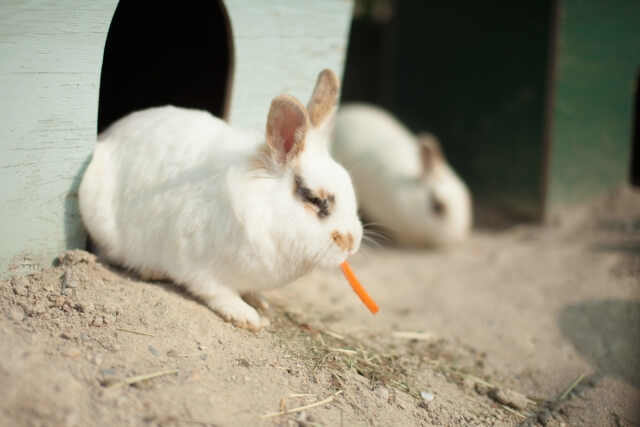 うさぎがエサを食べないけど元気 食欲低下の5つの原因と治し方