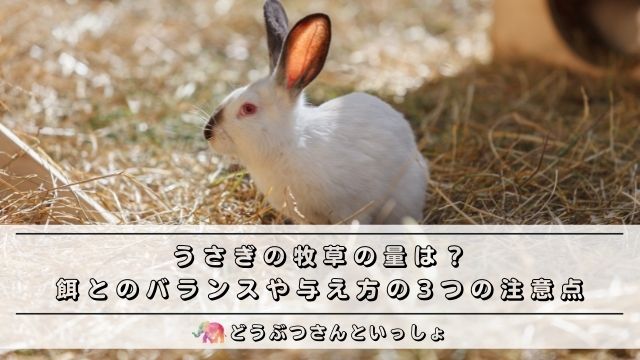 うさぎの牧草の量は 餌とのバランスや与え方の3つの注意点