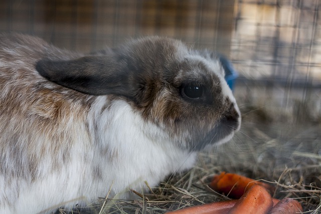 うさぎがエサを食べないけど元気 食欲低下の5つの原因と治し方