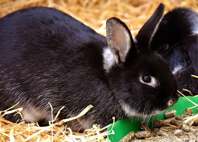 うさぎがエサを食べないけど元気 食欲低下の5つの原因と治し方