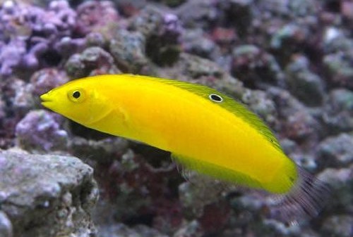 綺麗な熱帯魚ランキング 美しい人気のオススメ10選