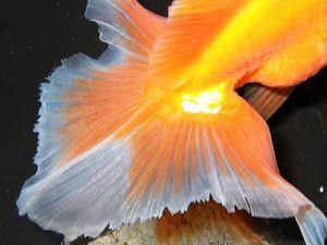 金魚のヒレが白いのは病気なの 色が変わる原因と対処法を紹介