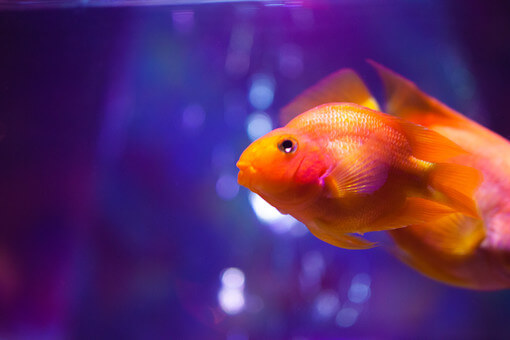 金魚のヒレが白いのは病気なの 色が変わる原因と対処法を紹介