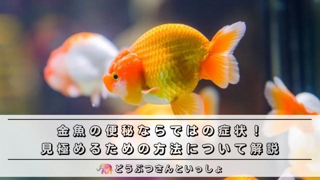 金魚の便秘