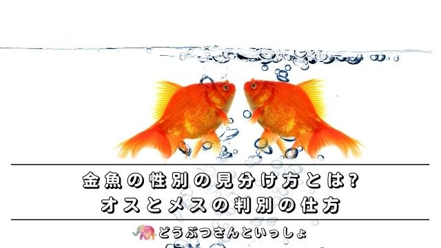 金魚の性別の見分け方