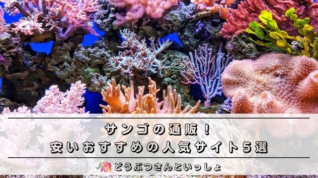 サンゴの通販