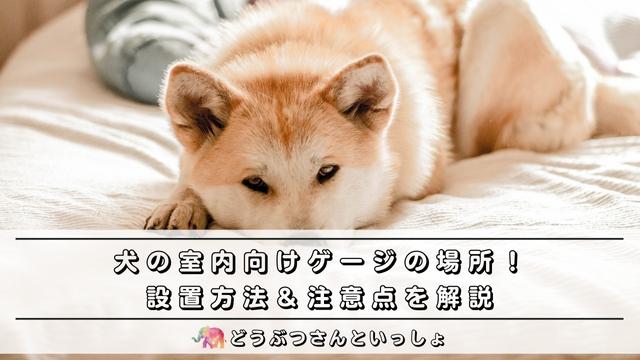 犬の室内向けゲージの場所 設置方法 注意点を解説