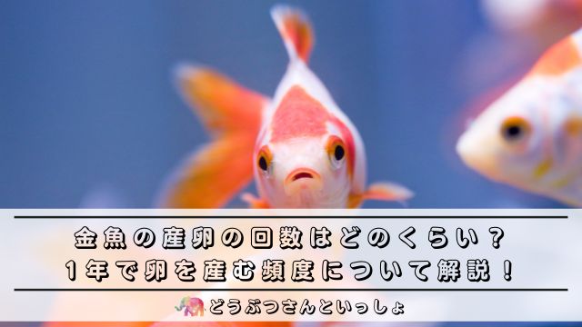 金魚の産卵の回数