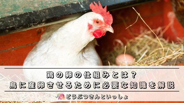 鶏の卵の仕組みとは 鳥に産卵させるために必要な知識を徹底解説