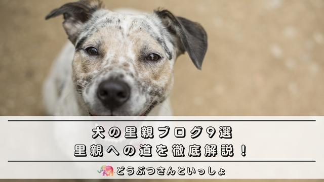 犬の里親ブログ9選 里親への道を徹底解説