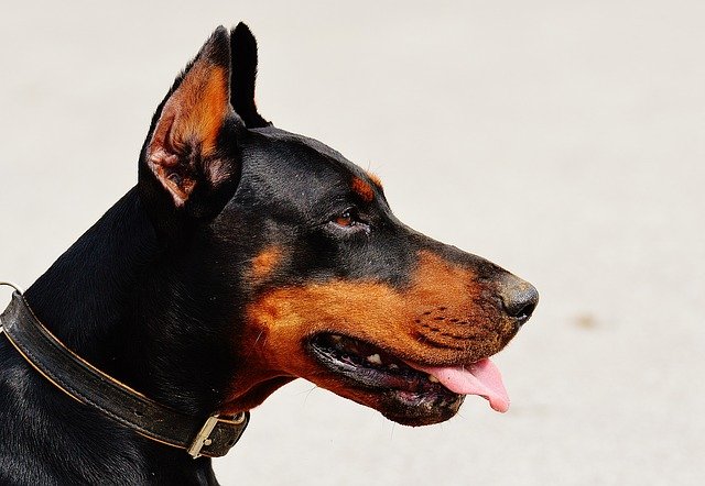 犬の逆くしゃみ 気管虚脱とはどう違う 原因や対処法は