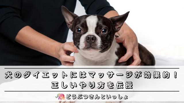 犬のダイエットにはマッサージが効果的 正しいやり方を伝授